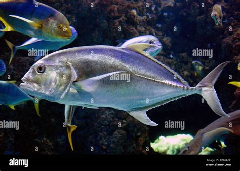 Jacks & Trevallies, Family Carangidae.